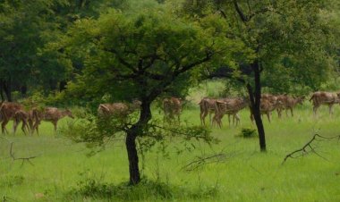 BIG NEWS: अफ्रीकी चीतों नया बसेरा बनेगा मंदसौर का गांधी सागर अभ्यारण, इतने नर व मादा चीते लाने की तैयारी, भोपाल से मिले संकेत, तो वन विभाग जुटा व्यवस्थाओं में, पढ़े खबर