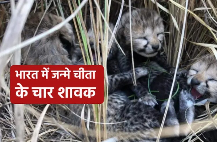 BIG NEWS: कूनो नेशनल पार्क से बड़ी खुशखबरी, चीता के चार शावकों का जन्म, 75 साल बाद बदला भारत की भूमि पर इतिहास, CM शिवराज ने किया ट्वीट, पढ़े ये खबर
