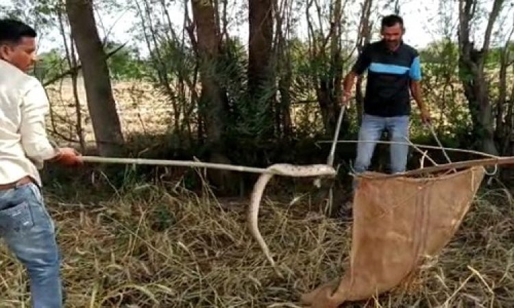 NEWS: खेत पर कुंडली मार बैठा रसेल वाइपर, धीरे-धीरे फैली दशहत, फिर वन विभाग का रेस्क्यू, पकड़ा गया जहरीला सांप, पढ़े खबर