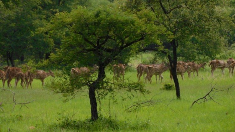 BIG NEWS: अफ्रीकी चीतों नया बसेरा बनेगा मंदसौर का गांधी सागर अभ्यारण, इतने नर व मादा चीते लाने की तैयारी, भोपाल से मिले संकेत, तो वन विभाग जुटा व्यवस्थाओं में, पढ़े खबर
