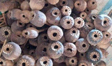 NEWS : निम्बाहेड़ा-बड़ीसादड़ी में अफीम की तुलाई 6 से 15 अप्रैल तक, शुरुवाती दिन 17 गावों के 319 किसानों की अफीम का होगा तौल, पढ़े खबर,