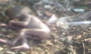 OMG ! गांव में मृत मिला 7 माह का मासूम, ग्रामीणों का दिल पसीजा, तुरत रतनगढ़ पुलिस को दी सुचना, अब PM रिपोर्ट में होगा खुलासा...! पढ़े ये खबर