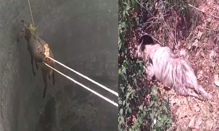 OMG ! दो वन्य प्राणियों के साथ घटी घटनाएं, एक नीलगाय, तो दुसरा ये खूंखार जानवर, दर्द से तड़पते देख पसीजा लोगों का दिल, फिर उठाया ये बड़ा कदम, हादसे पिपलियामंडी थाना क्षेत्र के, पढ़े ये खबर
