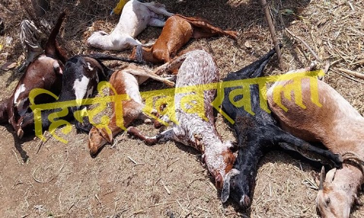 OMG ! रामपुरा क्षेत्र में इस खूंखार जानवर का तांडव, बारी-बारी से किया शिकार, इन्हें उतारा मौत के घाट, लाशों के ढेर देख कांप गई रूह, फिर खाकी पहुंची मौके पर...! पढ़े खबर और जाने पूरी घटना