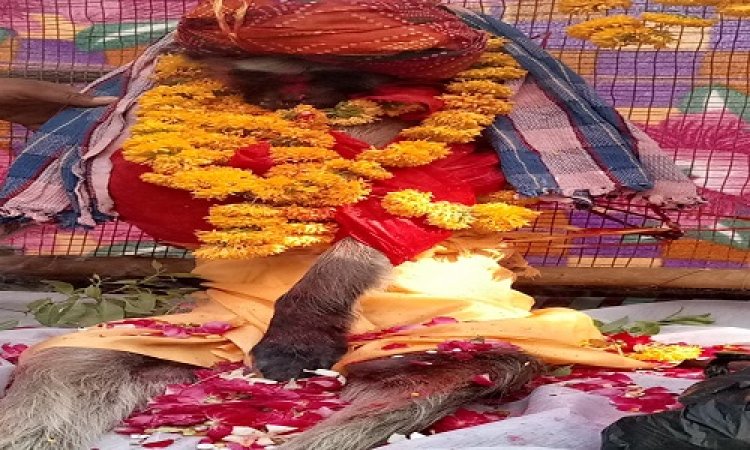 BIG NEWS : जीरन क्षेत्र में वानर की मौत, फिर ग्रामीण हुए इकट्ठे, और लिया ये बड़ा फैसला, निकली शवयात्रा, और उसके बाद...! पढ़े ये खबर