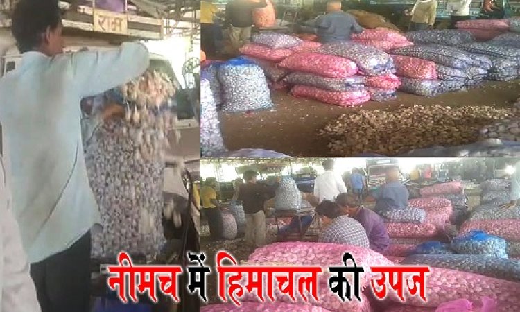 WOW ! हिमाचल के किसानों की नीमच मंडी में दस्तक, जब साथ लाएं ये उपज, तो व्यापारी भी हुए गदगद, भाव सुन अन्नदाताओं के भी खिले चेहरे, आवक जानकर आपके भी उड़ जाएंगे होश, पढ़े महेंद्र अहीर की ये खबर