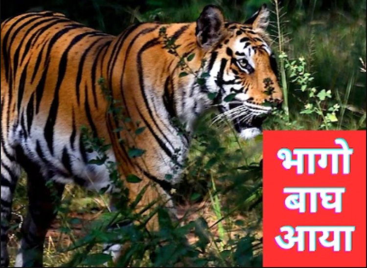 OMG ! भागों-भागों बाघ आया...! बुजुर्ग को बनाया निवाला, आधा शव छोड़ा, खौफ इतना कि, एक दर्जन विद्यालयों का समय बदला, तो दहशत में 14 गांव के लोग, घटना MP के इस जिले की, पढ़े ये खबर