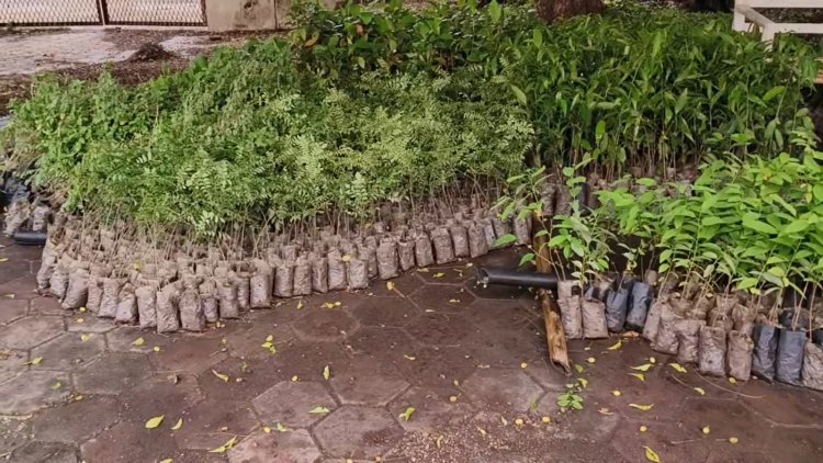 NEWS: सालों पुरानी संस्था, और यह पहल लगातार जारी, इस बार भी अनूठा प्रयास, मनासा नगर में होगा निःशुल्क पौधों का वितरण, पढ़े खबर