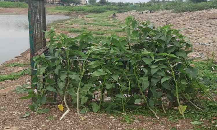 OMG ! करबला के पास तालाब, और इस खूंखार जानवर का मूवमेंट, राहगीर तो दहशत में, पर मोहर्रम का त्यौहार भी, वन विभाग अलर्ट, जब लगाएं पिंजरे, तो घेरे में आया कुछ और ही...! अब रहना होगा सावधान, क्या है पूरा मामला, पढ़े आजाद मंसूरी की खबर