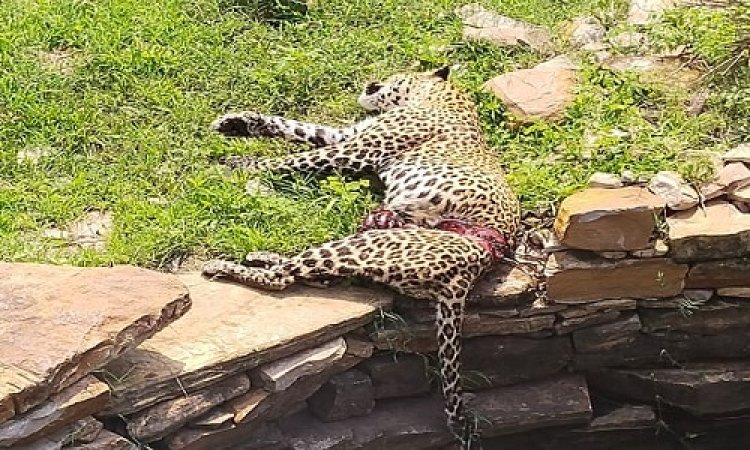 BIG NEWS: तेंदुए का शिकार करने वाले आरोपी गिरफ्तार, फिर इन्होंने जमानती आवेदन किया पेश, अब न्यायालय का फैसला, लिया ये बड़ा एक्शन, मामला सिंगोली क्षेत्र का, पढ़े ये खबर