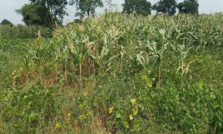 BIG NEWS: बारिश की कमी से क्षेत्र की 70 प्रतिशत फसले बर्बाद, अगर नहीं बरसे बदरा, तो सब कुछ खत्म...! पढ़े कैलाश विश्वकर्मा की खबर