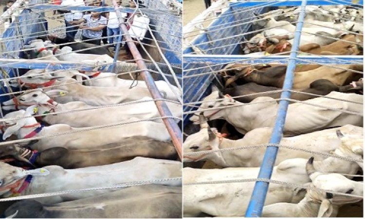 BIG NEWS: तस्करी की सुचना, फिर गौरक्षा दल व नयागांव पुलिस टीम की सयुंक्त बड़ी कार्यवाही, 6 ट्रक व 2 पिकअप जप्त, आठ दर्जन गौवंश बरामद, पढ़े ये खबर