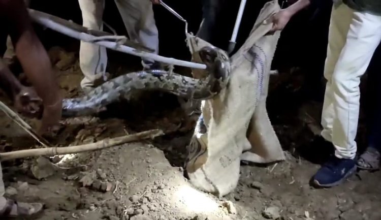 BIG BREAKING : जब गांव में दिखा ये खुखार जानवर तो फैली देहशत, फिर मोके पर पहुंची रेस्क्यू टीम, किया ये बड़ा ओप्रेशन, पढ़े खबर