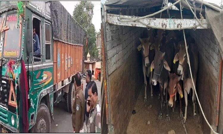 BIG BREAKING: अवैध गौवंश की तस्करी पर पुलिस की बड़ी कार्यवाही, कई ट्रक किएं जप्त, तो आरोपी भी गिरफ्तार, अब यहां हो रहीं गिनती, जाने नीमच जिले के किस थाने की खाकी को मिली सफलता, पढ़े खबर