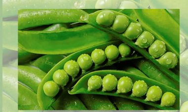 HEALTH TIPS : हरी मटर में छिपे हैं सेहत के कई राज, कई बीमारियों से मिलती है निजात, इसके खाने के क्या-क्या फायदे, क्लिक करें और देखें