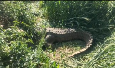 OMG ! खेत में घुसा ये खूंखार जानवर, वजन दो क्विंटल, तो लंबाई 11 फीट, जैसे ही पड़ी नजर, तो खड़े हो गए ग्रामीणों के रौंगटे, फिर वन विभाग का अमला पहुंचा मौके पर, घंटों चला रेस्क्यू..! घटना मनासा थाना क्षेत्र की, पढ़े मनीष जोलान्या की खबर