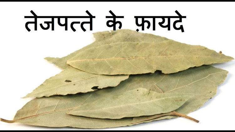 HEALTH TIPS : मोटापे से है परेशान..? हृदय रोगी के लिए रामबाण इलाज, सुबह-सुबह अपनाये यह फार्मूला, मिलेंगे कई फायदे, कोनसा है व नुस्खा, पढ़े इस खबर में