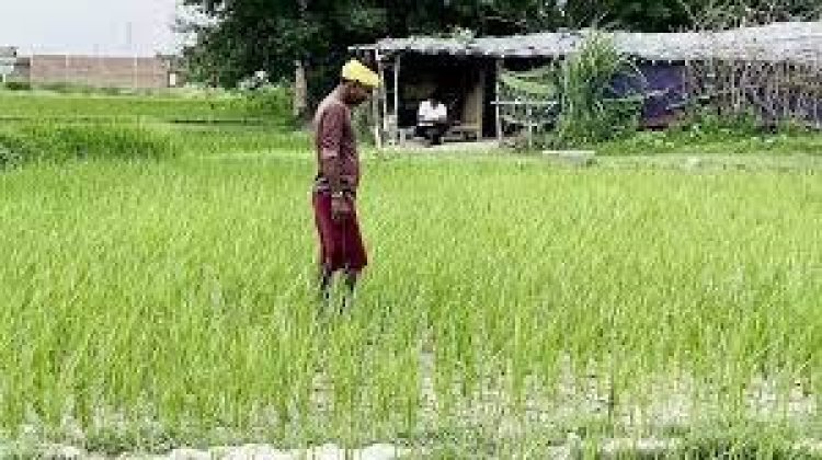 NEWS: जीरन मंडी में एक दिवसीय किसान गोष्ठी रविवार को, अन्नदाताओं से ये अपील, पढ़े खबर