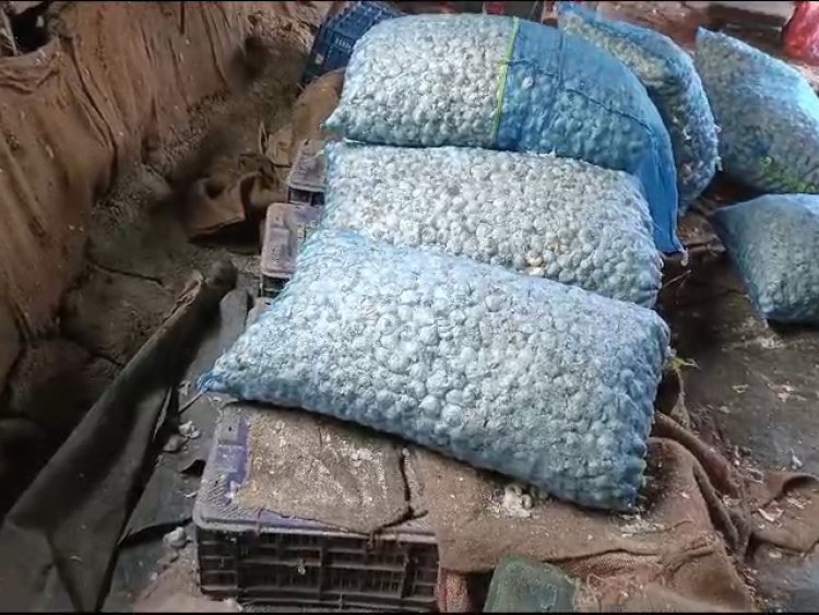 NEWS : सातवें आसमान पर लहसुन के दाम, किसानों की बल्ले-बल्ले, तो चोरों की नियत खराब, खेत से उड़ा ले गए उपज, फिर पुलिस की चंद घटों में ये बड़ी कार्यवाही, पढ़े खबर