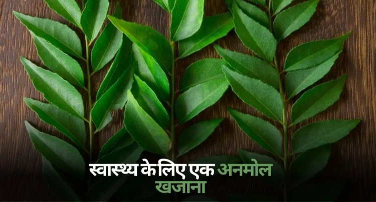 HEALTH TIPS : कड़ी पत्ता स्वास्थ्य के लिए फायदेमंद, कहीं अनमोल खजाना तो नहीं, सेवन से मिलते हैं ये चमत्कारी फायदे, क्लिक करें और देखें