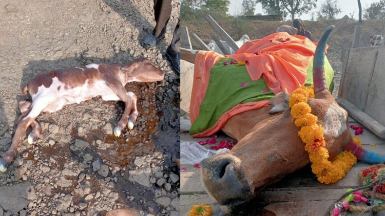 NEWS : पिपलियामंडी क्षेत्र का गांव, जहां गाय के साथ बछड़े की भी अकाल मौत, परिवार का बनकर गुजारे सालों, आज कुछ यूं दी अंतिम विदाई, पढ़े खबर