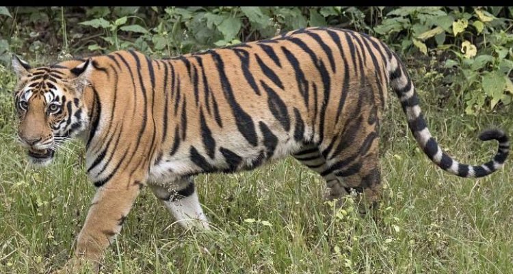 NEWS : MP की सिमा में घुसा ये खुखार जानवर, तो वनविभाग ने दी चेतावनी, रतनगढ़ टीम भी कर रही मॉनिटरिंग, अभी तक यहां यहां दिखा, पढ़े ये खबर