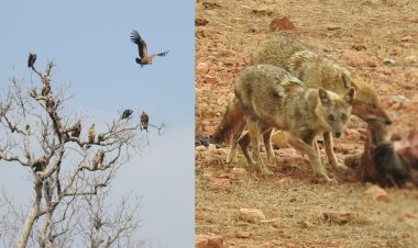 BIG NEWS: गांधी सागर अभयारण्य में छठवें सर्वेक्षण का समापन, इन प्रेमियों को मिला मौका, तो इस प्रजाति के पक्षी की भी एंट्री, क्या कुछ रहा खास, पढ़े नरेंद्र राठौर की खबर