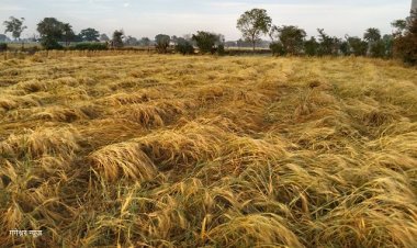NEWS: क्षेत्र में बेमौसम बारिश, किसानों के माथे पर चिंता की लकीरें, खेतों में भरा पानी, तेज हवाओं से फसल मुरझाई, क्या बोले अन्नदाता, पढ़े खबर