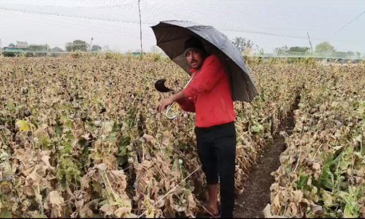 NEWS: नीमच जिले में बेमौसम बरसात, काले सोने की फसल पर असर, काश्तकारों के माथे पर चिंता की लकीरे, अब कुछ यूं कर रहें देखभाल, पढ़े खबर