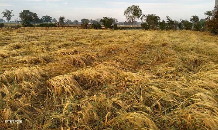 NEWS: क्षेत्र में बेमौसम बारिश, किसानों के माथे पर चिंता की लकीरें, खेतों में भरा पानी, तेज हवाओं से फसल मुरझाई, क्या बोले अन्नदाता, पढ़े खबर