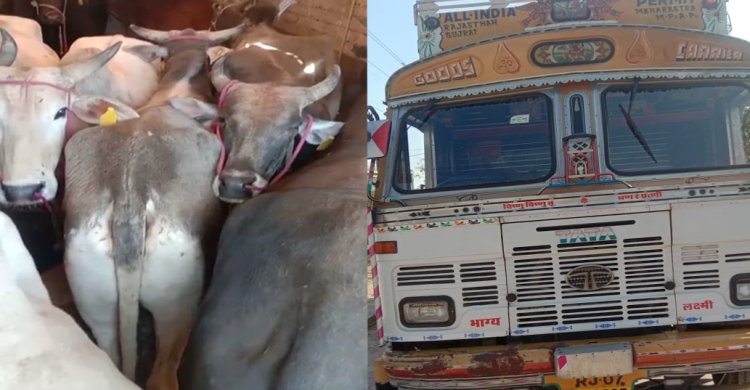 BIG NEWS: 48 घंटों में नयागांव चौकी पुलिस की बड़ी कार्यवाही, तस्करी करते तीन ट्रक और पिकअप जप्त, 33 बैल व 13 गौवंश को कराया मुक्त, आठ आरोपी भी गिरफ्तार, पढ़े खबर