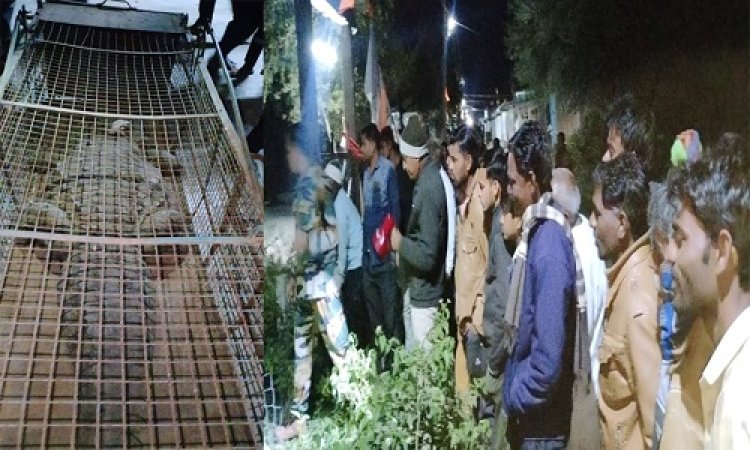 BIG NEWS: ग्राम गरनाई में दिखा विशालकाय मगर, तो ग्रामीणों में फैली दहशत, फिर रेस्क्यू टीम पहुंची मौके पर, घंटों की मशक्कत के बाद मिली सफलता, पढ़े ये खबर