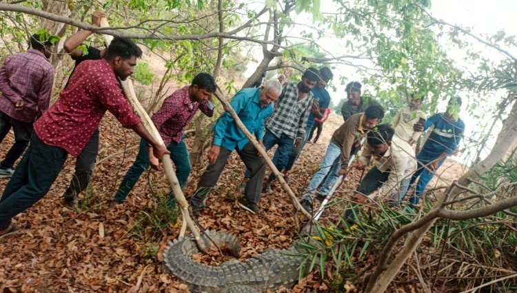 BIG NEWS: पूर्व सरपंच के खेत पर दिखा ये खूंखार जानवर, तो गांव में फैली दहशत, फिर सुचना मिलते ही वन विभाग की टीम मौके पर, रेस्क्यू के बाद मिली सफलता...! पढ़े खबर