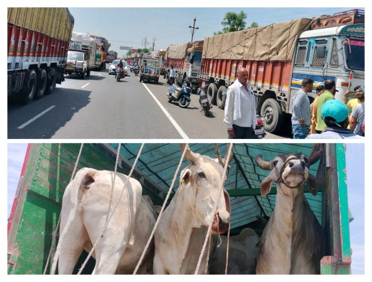 BIG NEWS : हिंदूवादी संगठनो का बड़ा एक्शन,पिपलियामंडी टोल पर पकडे बड़ी मात्रा में गोवंश से भरे ट्रक,गोमाता का हाल देख सब रह गौए हक्के बक्के,पढ़े नरेंद्र राठौर की ये खबर