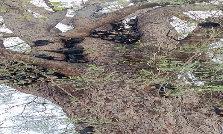 NEWS : भीषण गर्मी का प्रकोप, और आसमान से बरसती आग, कई चमगादड़ों की मौत, मामला मनासा के शासकीय अस्पताल का, पढ़े खबर