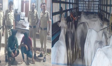 BIG NEWS : सुवासरा पुलिस की ताबड़तोड़ कार्यवाही, गौवंश और अवैध शराब की तस्करी का भंडाफोड़, केड़े व जहरीला नशा जप्त, दो आरोपी भी गिरफ्तार, पढ़े खबर