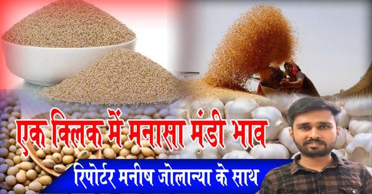 MANASA MANDI : मनासा मंडी में पोस्ता एवं लहसुन की बंपर आवक, आज किस जींस के भाव में आई गिरावट, और किसके भाव रहें तेज, देखें मनीष जोलान्या की इस रिपोर्ट में