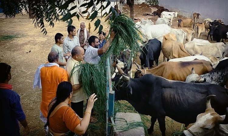 NEWS : निर्जला एकादशी, मातृशक्ति ने की गौमाताओं की पूजा, खिलाई हरी घास, फिर किया प्रसादी का वितरण, पढ़े खबर