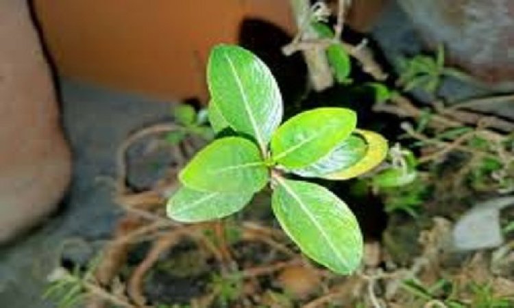 NEWS : एक पेड़ मां के नाम, शहर में हरित नीमच अभियान की शुरूआत, मंगलवार को विधायक व भाजपा जिलाध्यक्ष की उपस्थिति में होगा पौधारोपण, पढ़े खबर