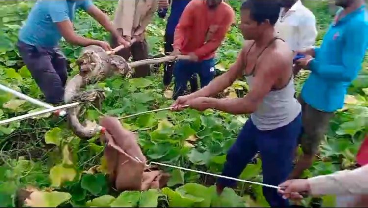 NEWS: खेत में निकला खूंखार जानवर, तो इलाके में फैली दहशत, फिर वन विभाग ने रेस्क्यू कर पकड़ा, घटना मनासा थाना क्षेत्र की, पढ़े मनीष जोलान्या की खबर