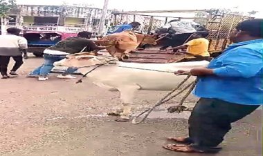 NEWS : एक्शन में नीमच नगर पालिका, अब राह होगी आसान, सड़क से हटाएं 100 से ज्यादा गौवंश, भिजवाया गौशाला, पढ़े खबर