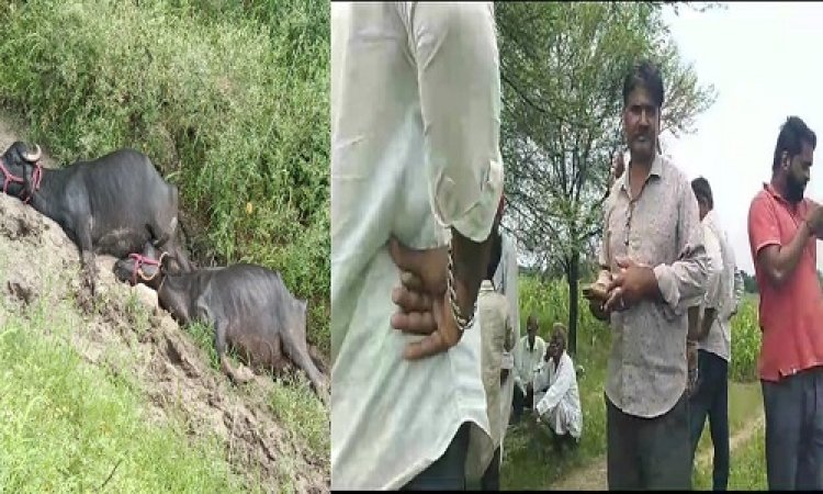 BIG BREAING : रक्षाबंधन पर उगरान गांव में मौत का तांडव, करंट की चपेट में आने से दो की मौत, खेत के रास्ते पर हुआ हादसा, जांच शुरू, घटना जीरन थाना क्षेत्र की, पढ़े राजेश प्रपन्न की खबर