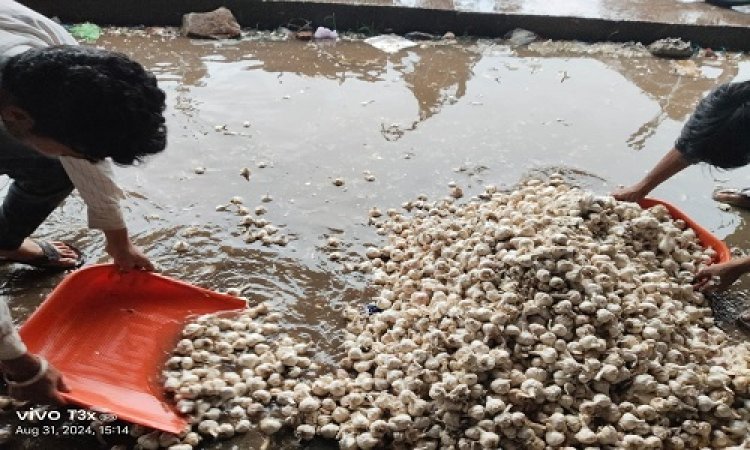 NEWS : नीमच जिले में मूसलाधार बारिश, मनासा कृषि उपज मंडी में मची अफरा-तफरी, शेड में होने के बावजूद लहसुन भीगी, किसानों में आक्रोश, पढ़े मनीष जोलान्या की खबर