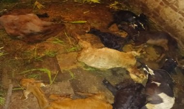 OMG ! चिल्लाने की आवाज आई, तो कमरे में पहुंचे घर वाले, जब नजर आई बेजुबानों की लाशें, तो मच गया हल्ला, घटना के बाद अफरा-तफरी का माहौल, कौन हो गया घायल, मामला नीमच की ग्वालटोली का, पढ़े खबर