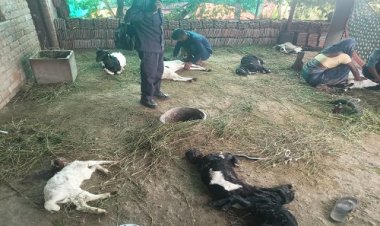 NEWS : काचरिया चंद्रावत गांव में आवारा कुत्तों का आतंक, पांच बकरों को उतारा मौत के घाट, पढ़े नरेंद्र राठौर की खबर