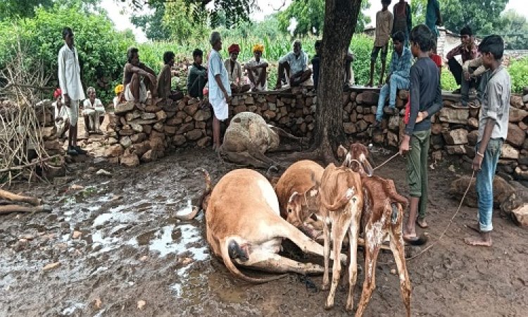 OMG : नीमच जिले के इस गांव में गिरी आकाशीय बिजली, चार गाय और दो बछड़ों की मौत, पटवारी ने बनाया पंचनामा, पढ़े खबर