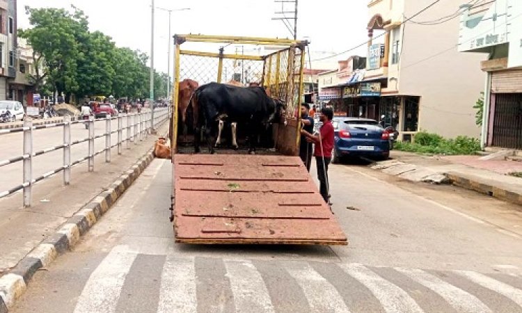 NEWS : नीमच के इन क्षेत्रों में पहुंची नगर पालिका की टीम, 40 से ज्यादा गौवंश को सड़क से हटाया, फिर भिजवाया यहां, पढ़े खबर