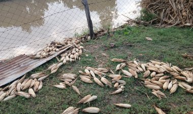 BIG NEWS : अचानक हुई आफत की ऐसी बारिश,की किसानो को ला दिए खून के आंसू,बह गई सोयाबीन उड़द मक्का,कौन लेगा अब इनकी सुध,पढ़े ये खबर