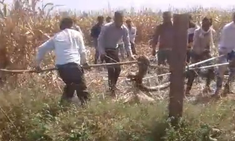 NEWS : पड़दा गांव में निकला अजगर, तो ग्रामीणों में फैली दहशत, फिर वन विभाग की टीम पहुंची मौके पर, रेस्क्यू कर पकड़ा, पढ़े मनीष जोलान्या की खबर