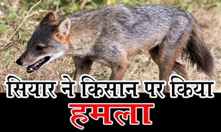 OMG ! खेत पर काम करता किसान, अचानक सियार ने किया हमला, और कर दिया घायल, गंभीर हालत में पहुंचाया अस्पताल, घटना नीमच जिले के इस गांव की, पढ़े मनीष जोलान्या की खबर